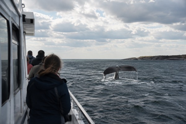 4-Hour Gloucester Whale Watching