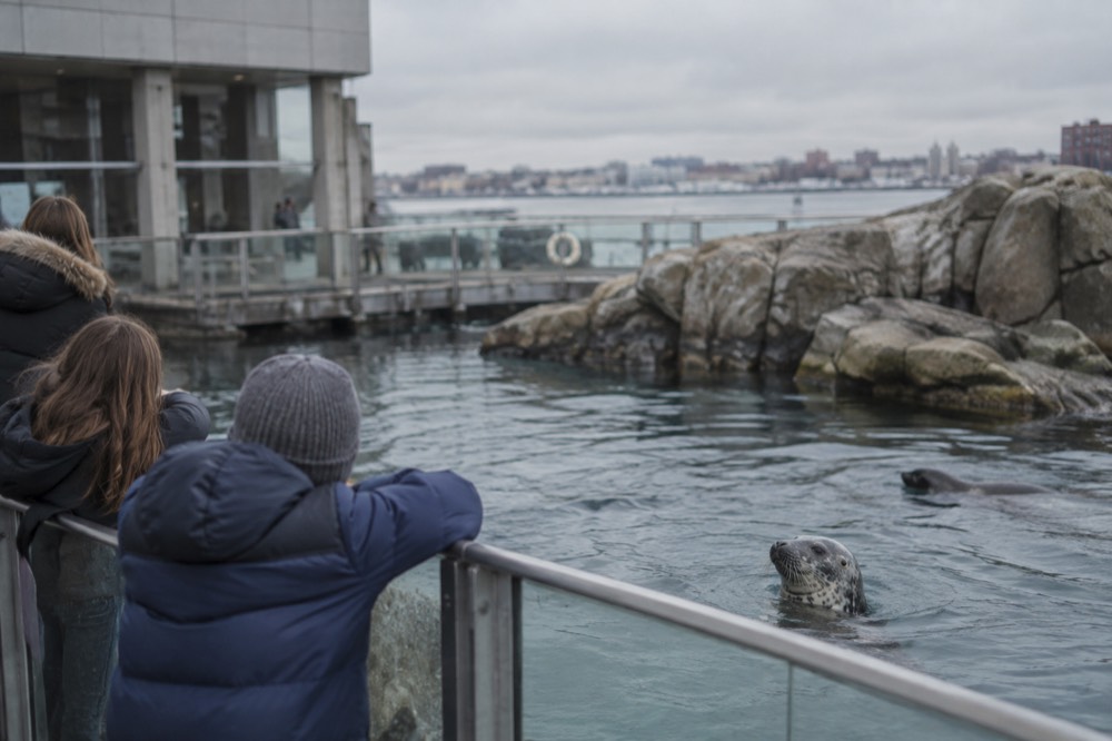Visitors watching harbor seals swim in the outdoor pool at the New England Aquarium entrance