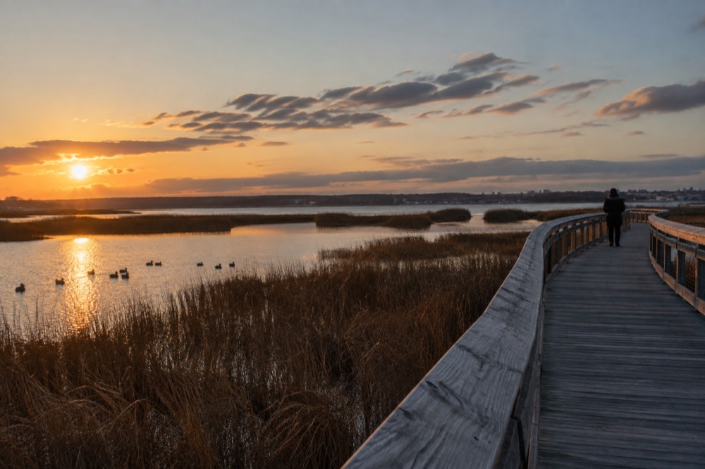 A salt marsh boardwalk trail with grasses and birds at golden hour