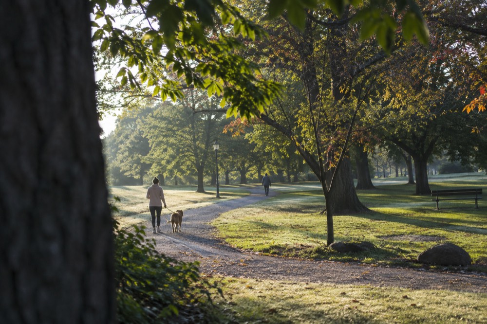 A wide lawn with mature specimen trees and a winding gravel path