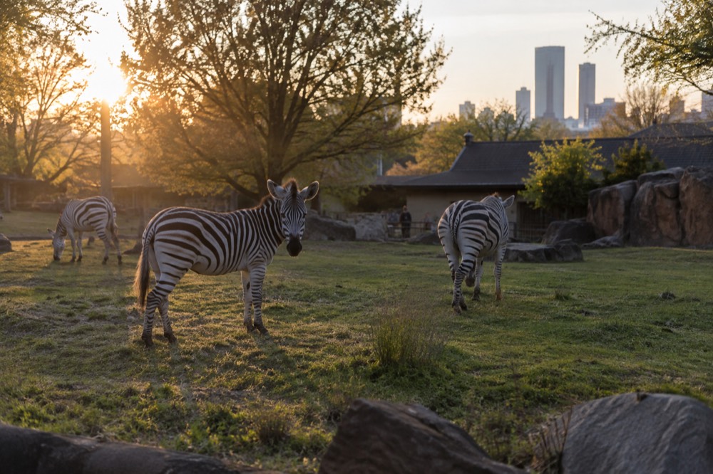 Zebras standing in a grassy zoo habitat