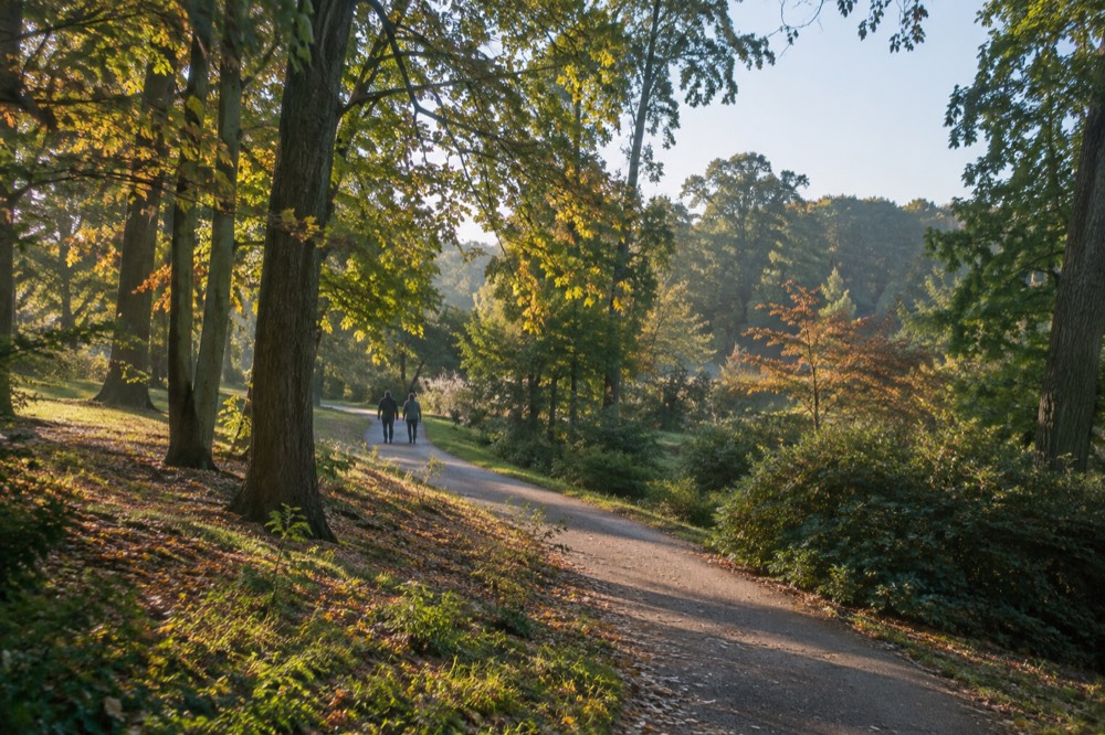 Winding path through tall trees with dappled sunlight in a large arboretum landscape
