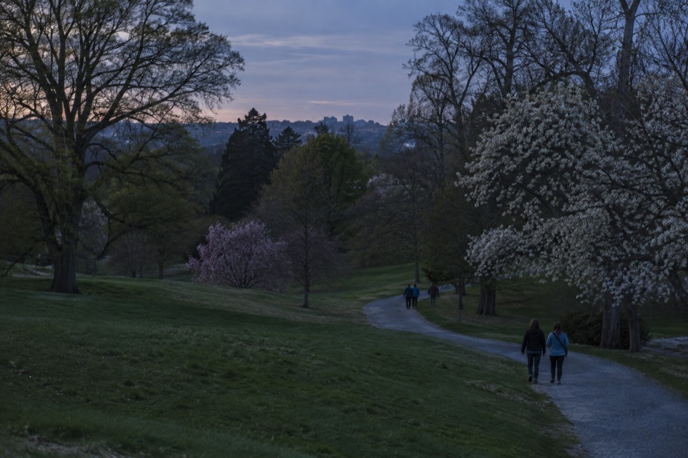 Wide grassy hill dotted with specimen trees and people walking a gravel path