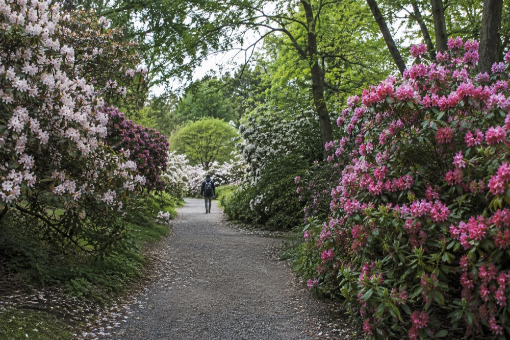 Visitor walking a long gravel path between rows of blossoming shrubs