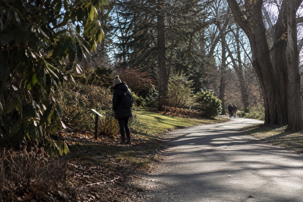 Sunlit path beneath mature shade trees with a visitor reading a plant label