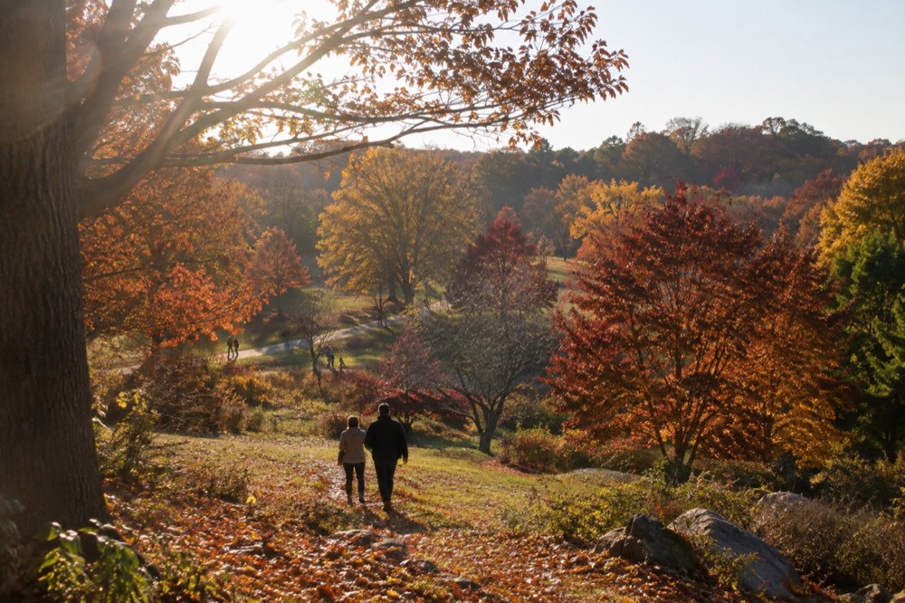 Fall foliage in reds and oranges across a hillside of specimen trees