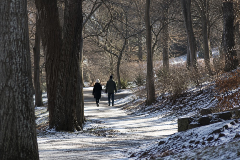 Snow-dusted path through bare winter trees in a quiet landscape