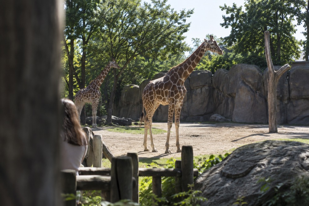 Giraffes standing in a spacious outdoor zoo exhibit on a sunny day