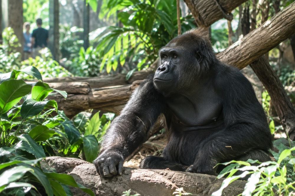 A lowland gorilla resting in a lush indoor tropical forest exhibit