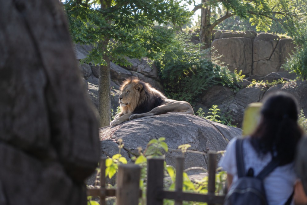 A lion resting on a rock in a spacious outdoor habitat in late afternoon sun