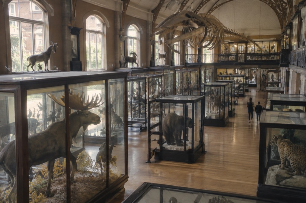 A grand Victorian gallery hall with tall glass display cases of mounted animal specimens under warm natural light