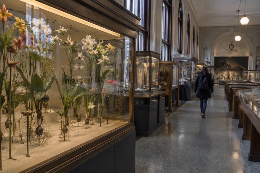 A display case of delicate glass flower models showing lifelike petals, stems and roots on thin wire supports