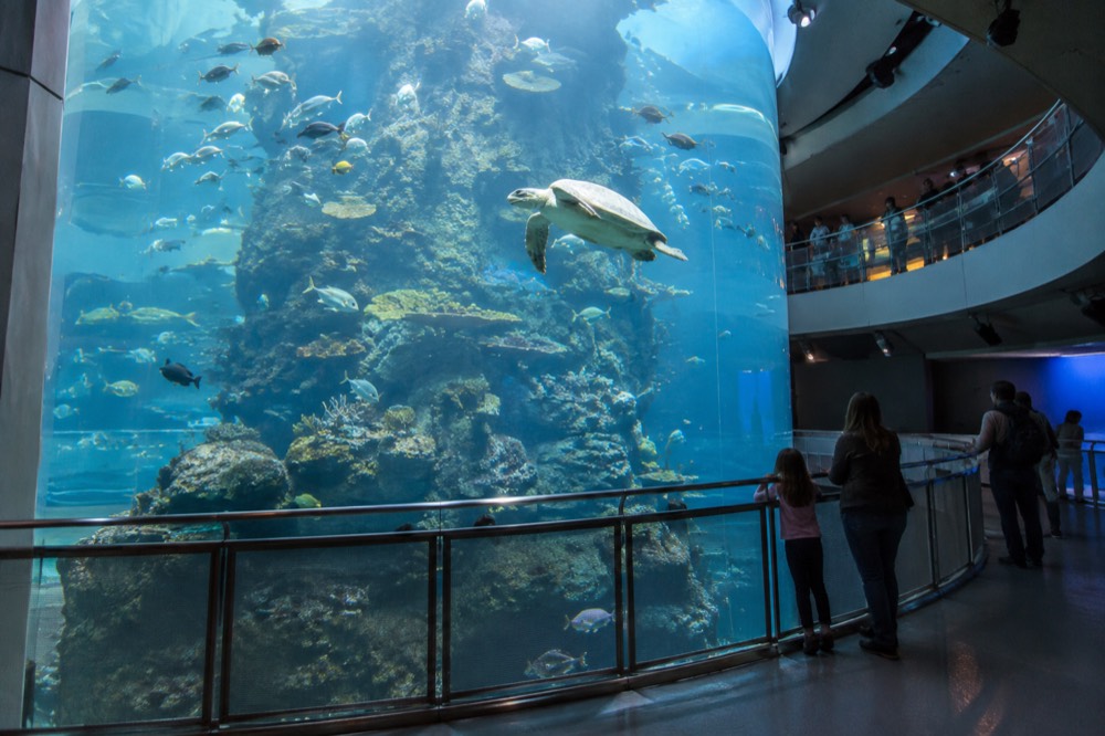 Visitors on a spiral ramp looking into a tall cylindrical reef tank full of fish and a sea turtle