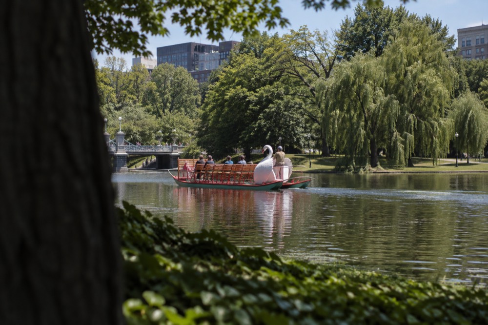 A swan-shaped paddle boat gliding across the Public Garden lagoon in Boston with green trees behind it