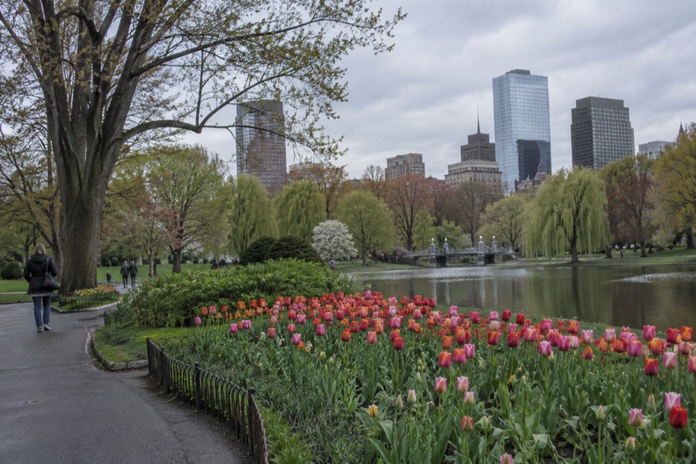 Tulip beds in bloom along a curved path in the Public Garden with the city skyline behind