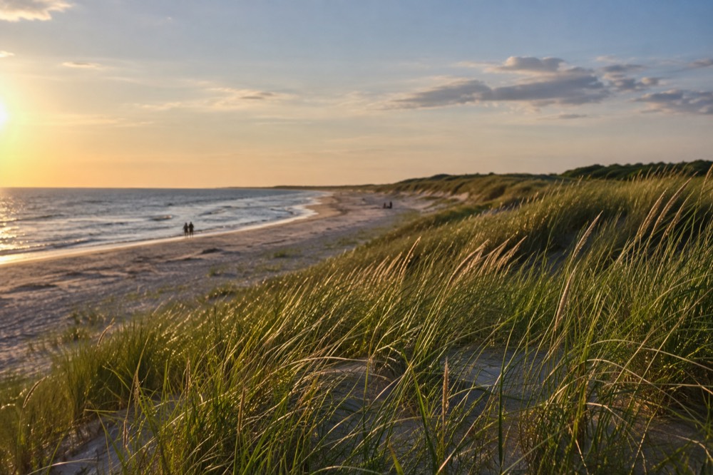 Beach grass bending in wind on a sand dune under a summer sky