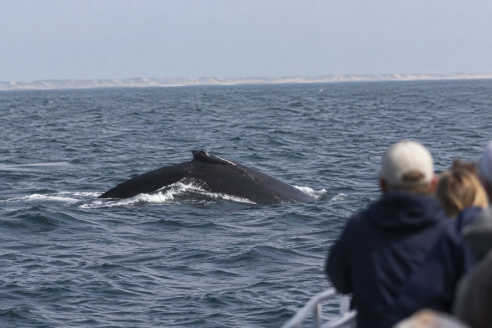 A humpback whale surfacing near a whale watching boat on open water