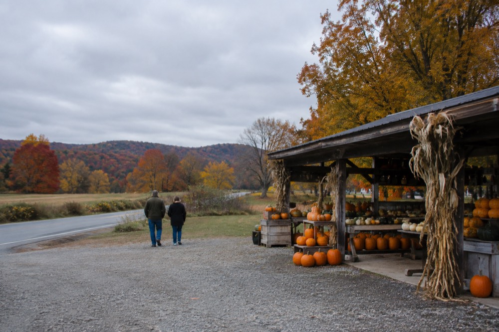 A farm stand with pumpkins and autumn gourds beside a country road