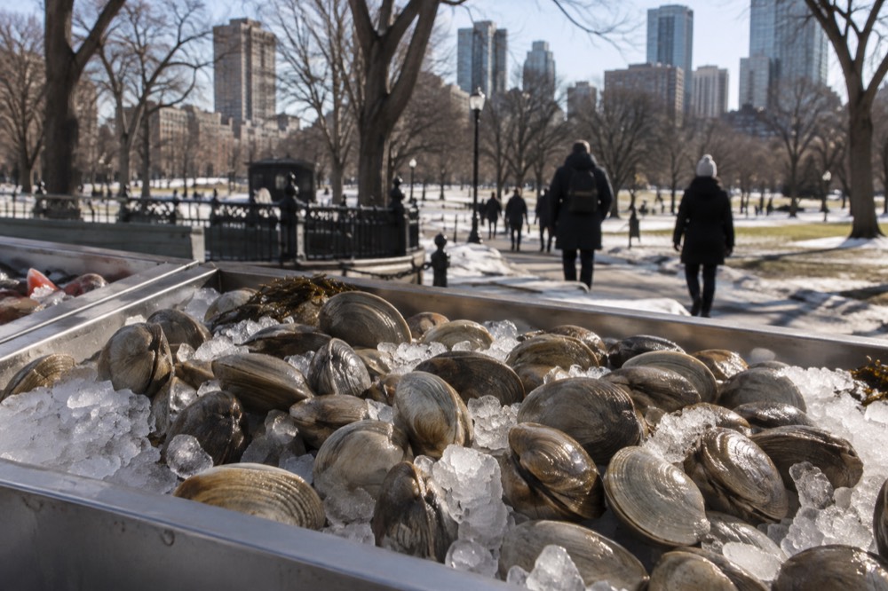 Fresh quahog clams on ice in a seafood display case