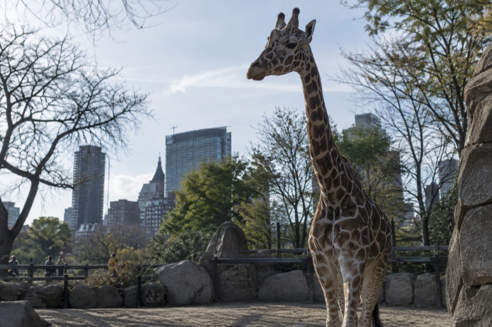 A giraffe standing in a zoo enclosure with green trees behind it