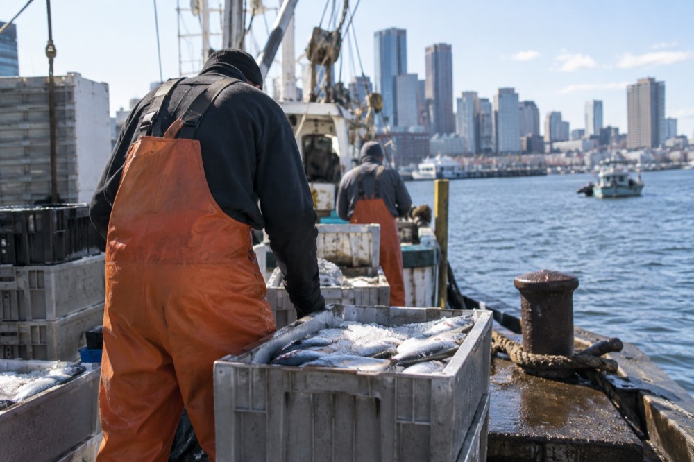 Fishermen unloading crates of fresh fish at a working pier with Boston harbor behind them