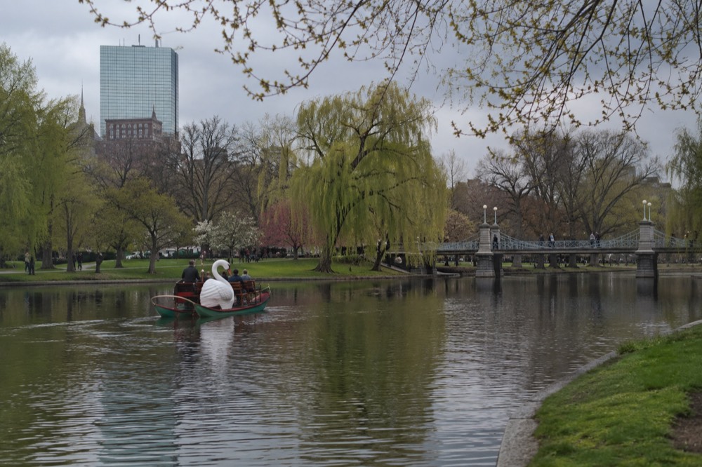 A swan-shaped pedal boat gliding across the Public Garden lagoon under budding trees