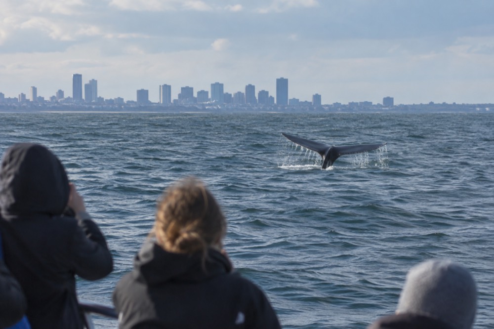 A whale tail breaking the surface of the ocean near a watching boat