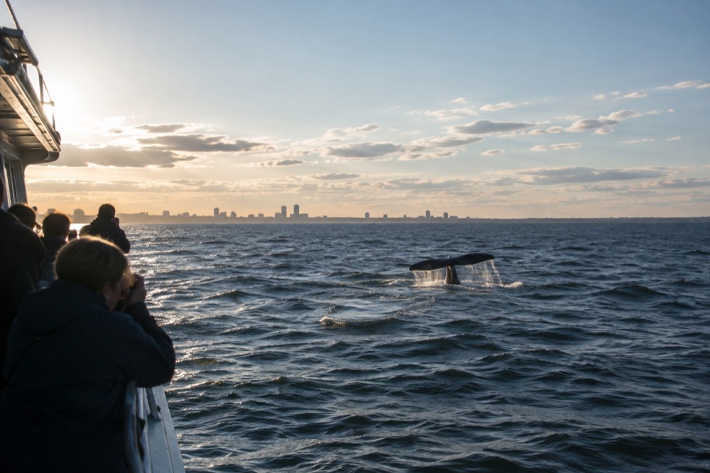 A whale watching boat cruising on open ocean water near Boston
