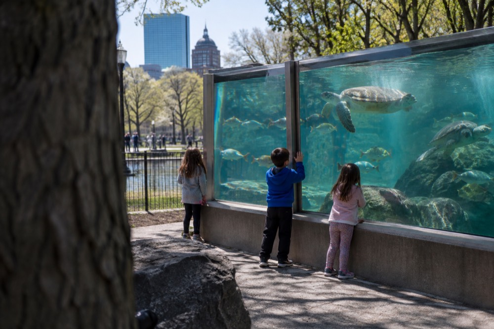 Children watching a large glass aquarium tank filled with fish and sea turtles