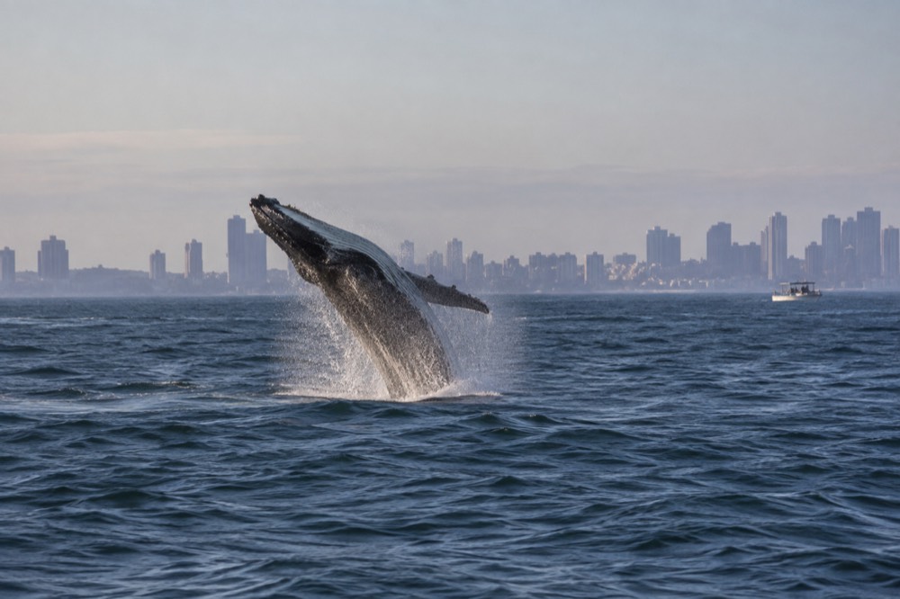 A whale breaching on the open water off the New England coast